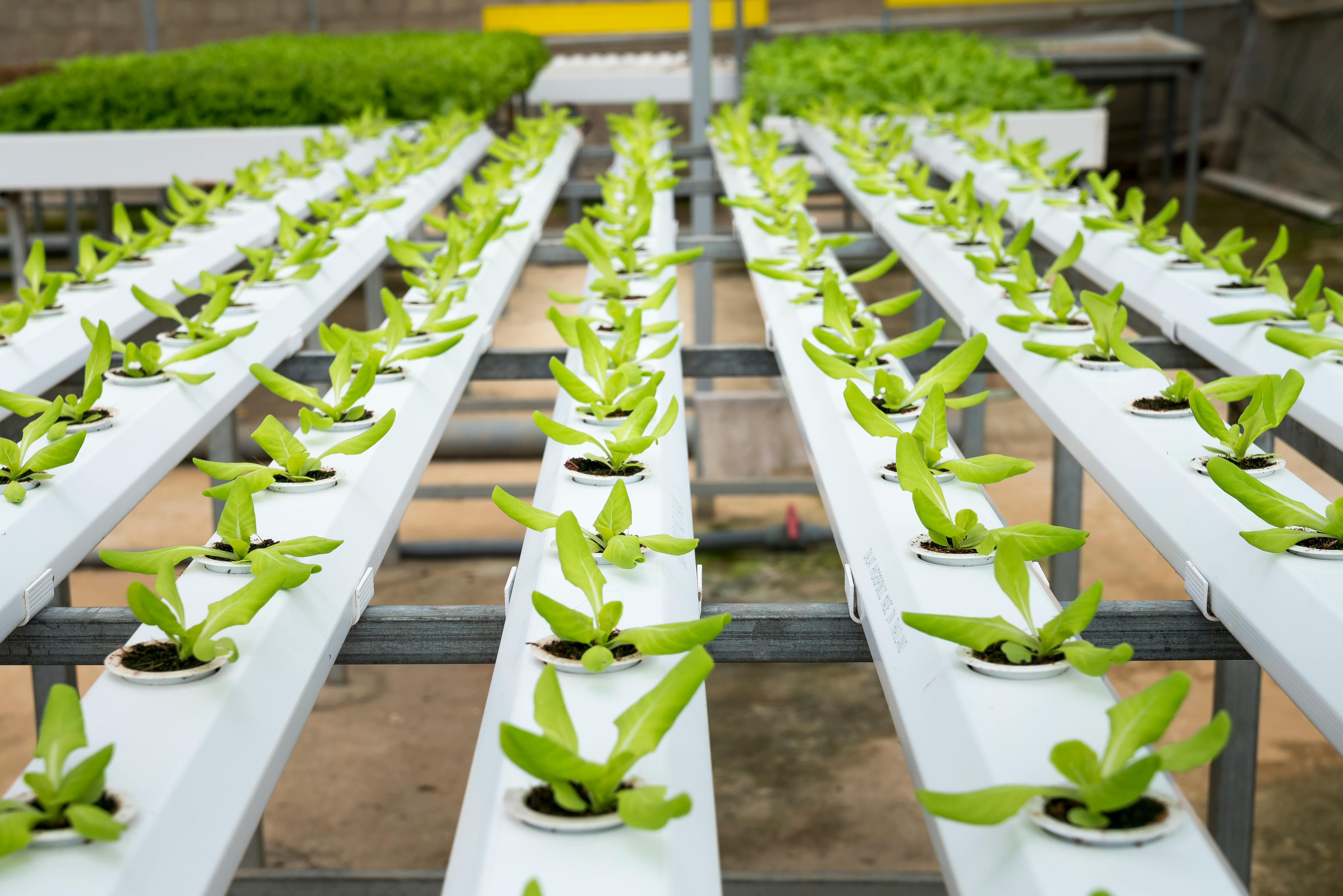 SOLITMO Plantation